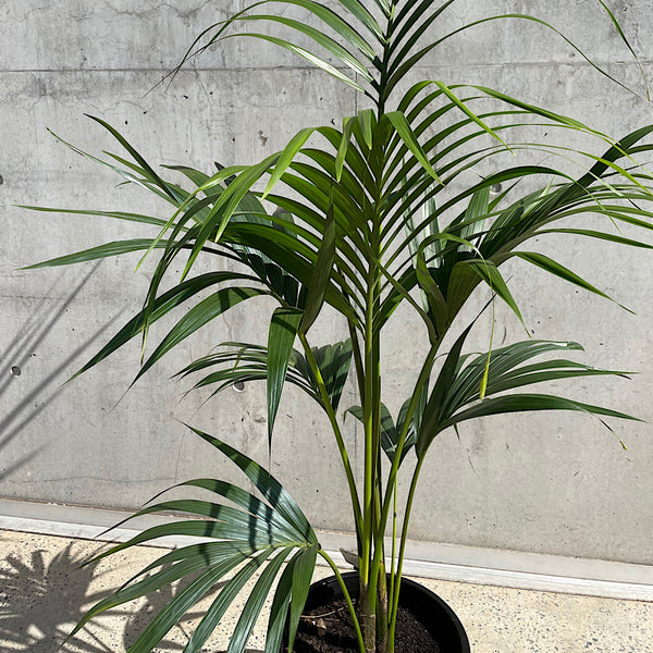 Howea Forsteriana Kentia Palm 300mm