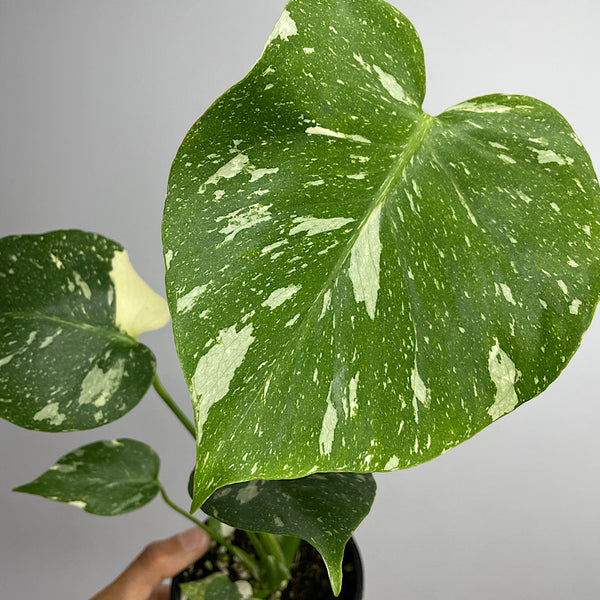 Monstera Thai Constellation Variegated 100mm
