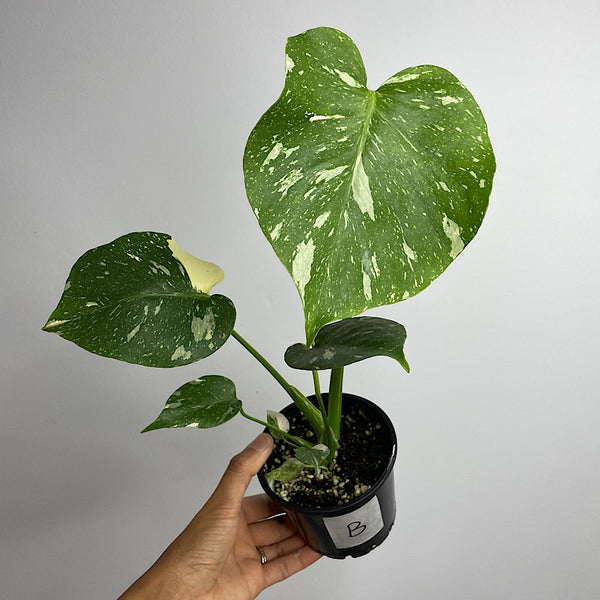 Monstera Thai Constellation Variegated 100mm