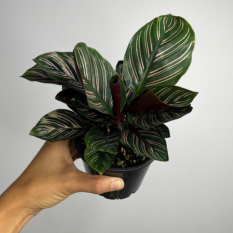 Calathea Ornata Sanderiana Pinstripe 100mm