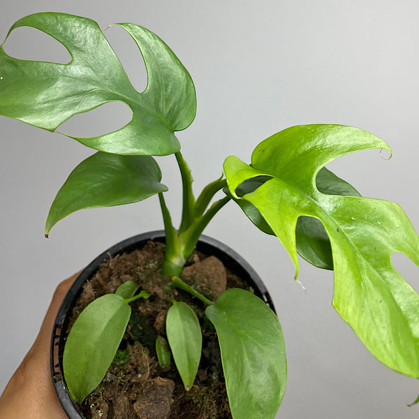 Rhaphidophora Tetrasperma Mini Monstera 130mm