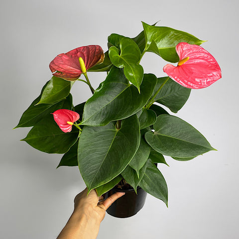 Anthurium Andraeanum Flamingo Flower Pink 175mm