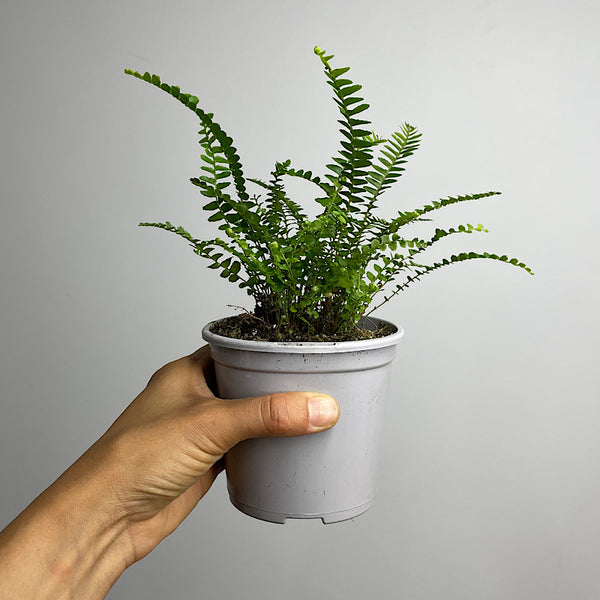 Nephrolepis Cordifolia Duffii Fern 105mm