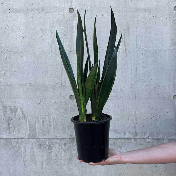Sansevieria Trifasciata Black Sword 175mm