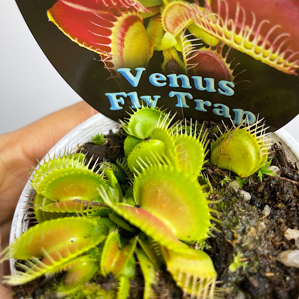 Venus Fly Trap 70mm