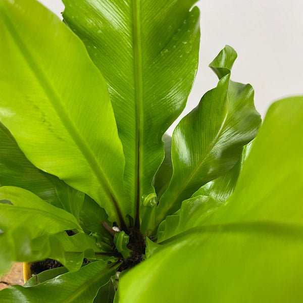 Birds Nest Fern in Medium Oslo Pot Tobacco