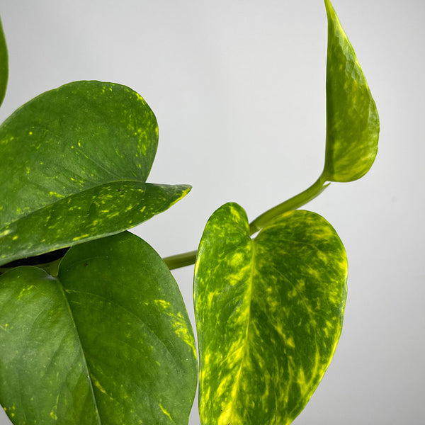 Epipremnum Aureum Devils Ivy Pothos 100mm
