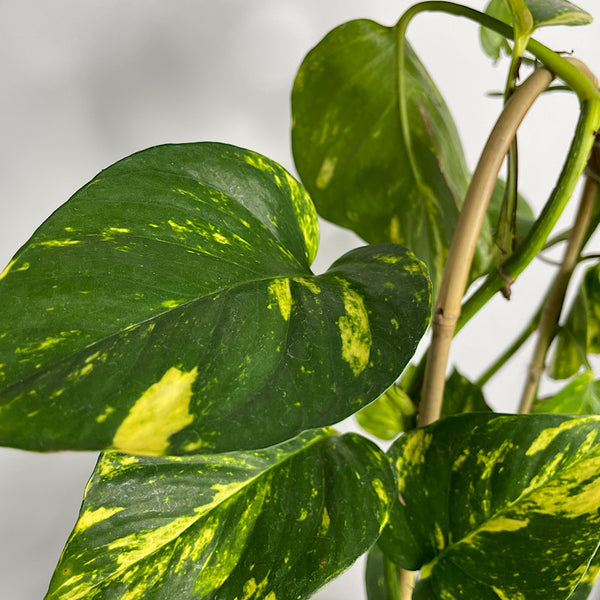 Epipremnum Aureum Devils Ivy Pothos 180mm