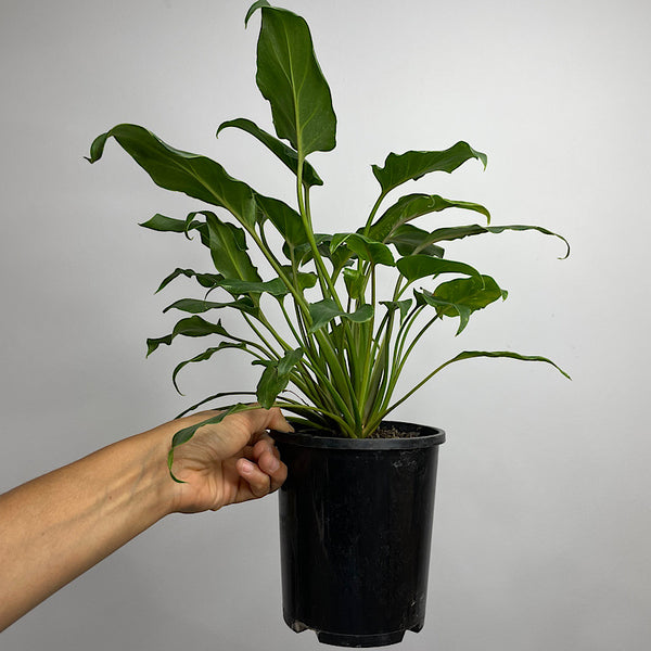 Philodendron Xanadu 140mm