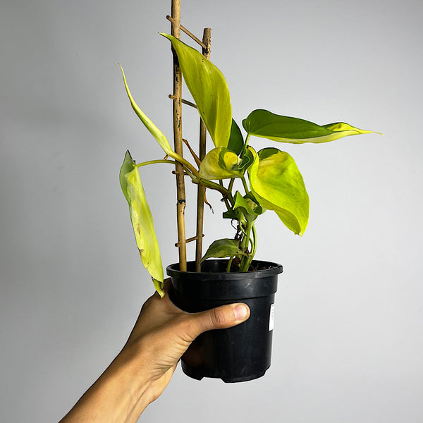 Philodendron Hederaceum Brasil 120mm