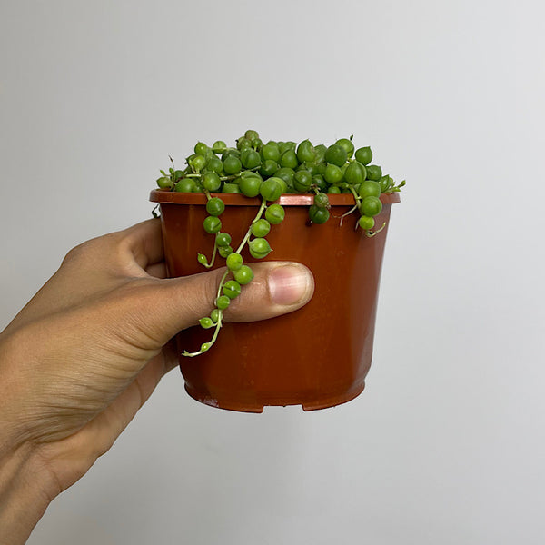 Senecio Rowleyanus String of Pearls 100mm