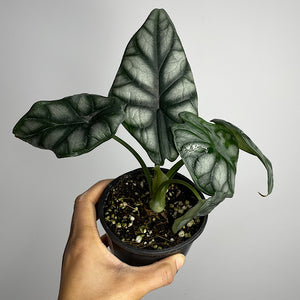 Alocasia Baginda Silver Dragon 100mm