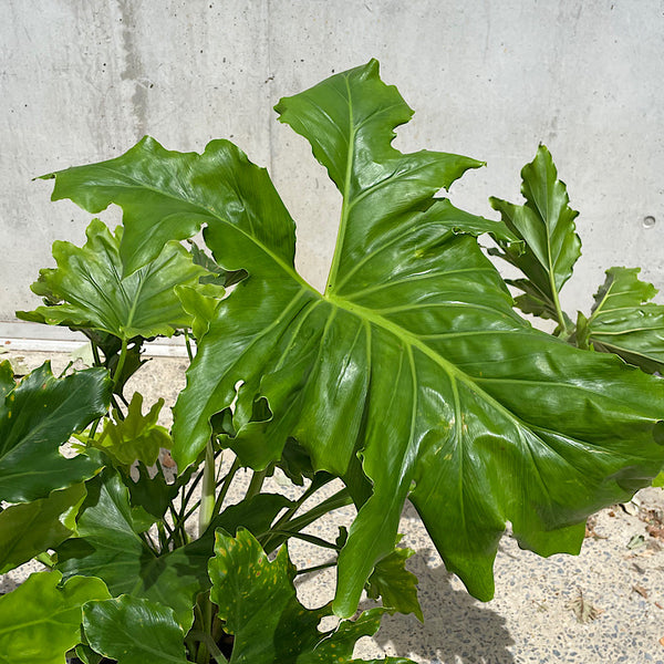 Philodendron Hope 300mm