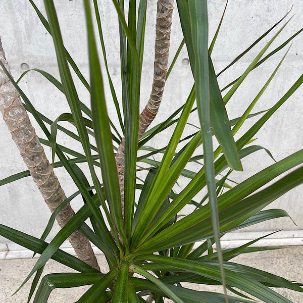 Dracaena Marginata Dragon Tree 300mm