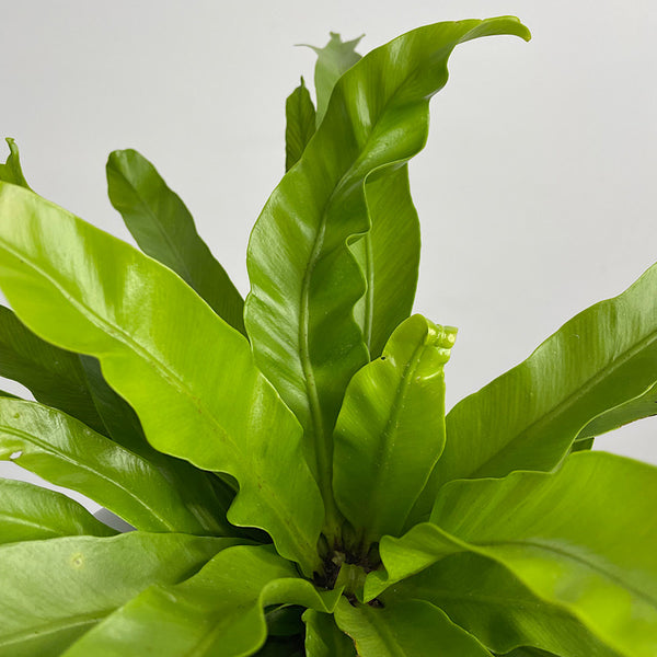 Crissie Birds Nest Fern in Happy Camper Planter