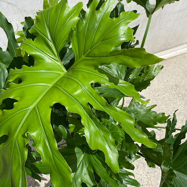 Philodendron Hope 250mm