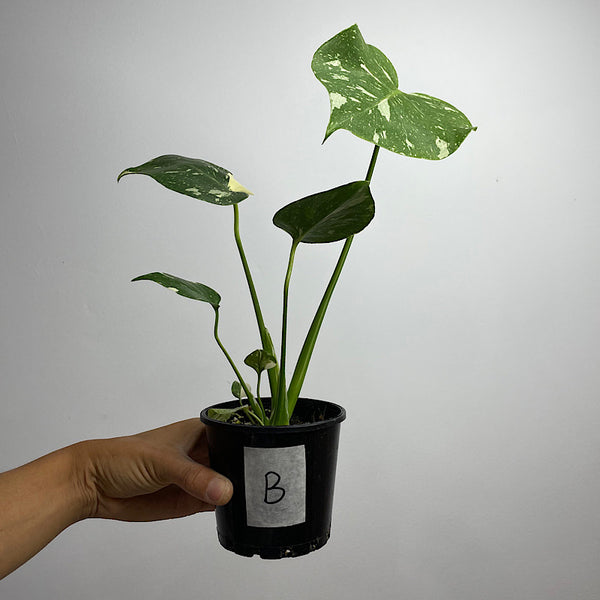 Monstera Thai Constellation Variegated 100mm