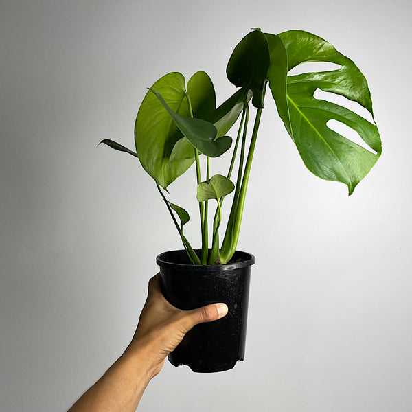Monstera Deliciosa 140mm