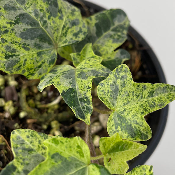 Hedera Helix Stardust Ivy 100mm