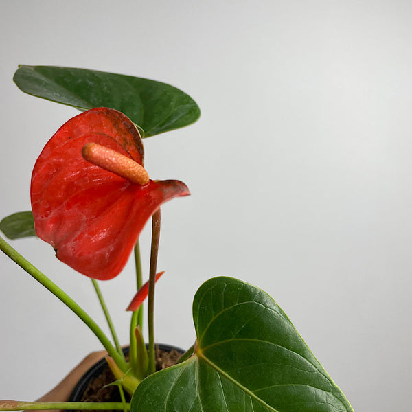 Anthurium Andraeanum Flamingo Flower Red 90mm