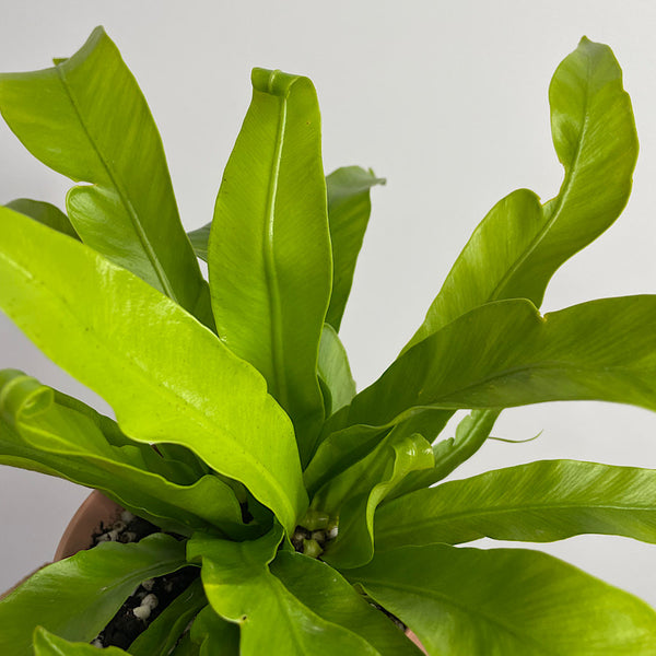 Crissie Crested Birds Nest Fern in Small Oslo Pot Dusty Rose