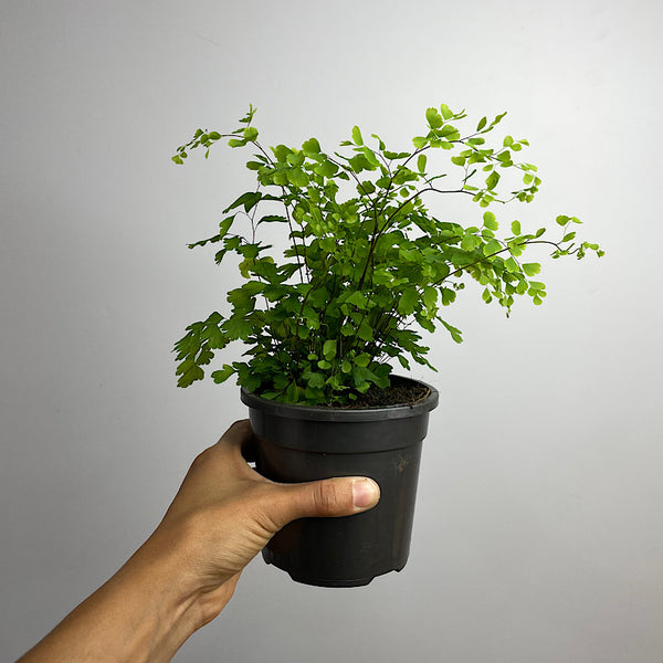 Adiantum Fragrans Maidenhair Fern 120mm