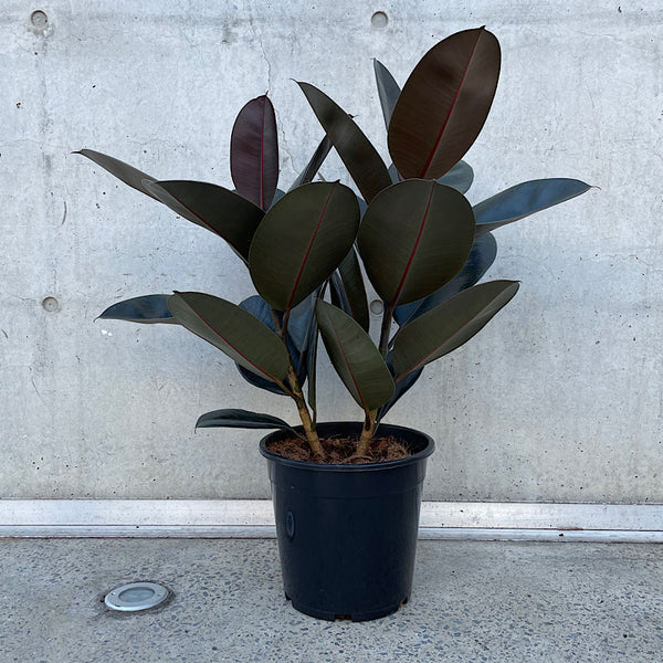 Ficus Elastica Burgundy Indian Rubber Tree 250mm