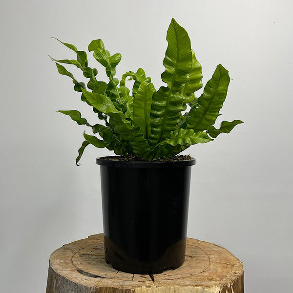 Asplenium Crispy Wave Birds Nest Fern 165mm