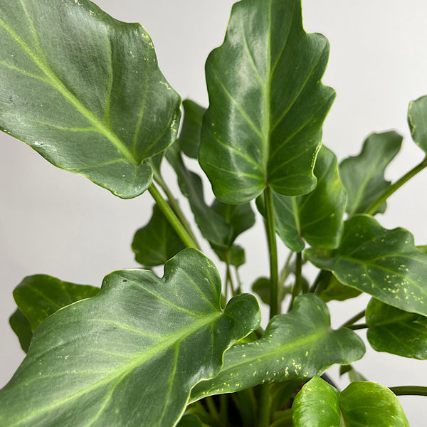 Philodendron Xanadu 140mm
