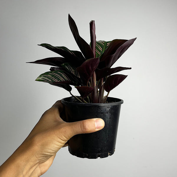Calathea Ornata Sanderiana Pinstripe 100mm