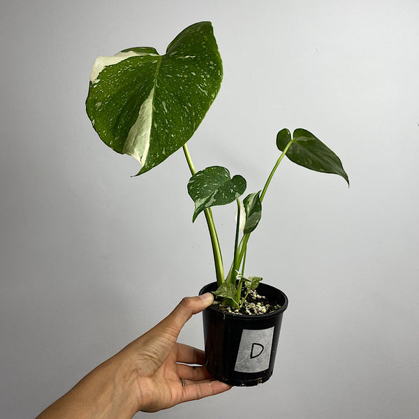 Monstera Thai Constellation Variegated 100mm