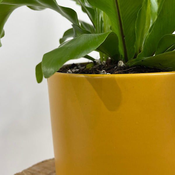 Birds Nest Fern in Medium Oslo Pot Tobacco