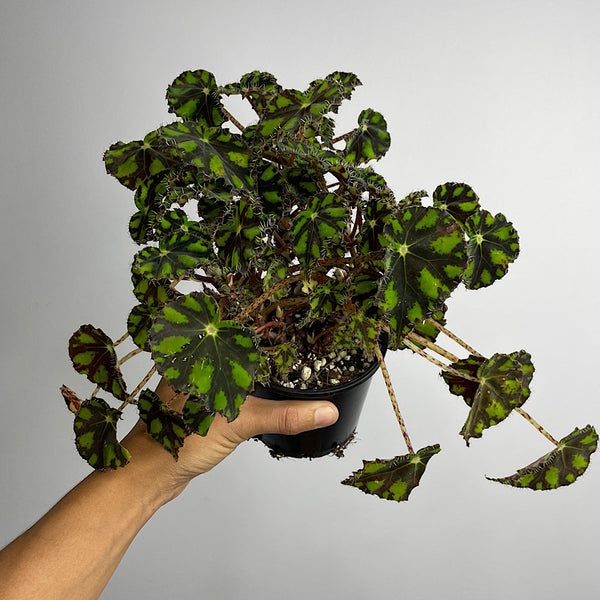 Begonia Rex Tiger Eyelash Begonia 100mm