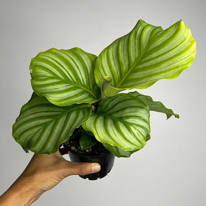 Calathea Orbifolia 100mm