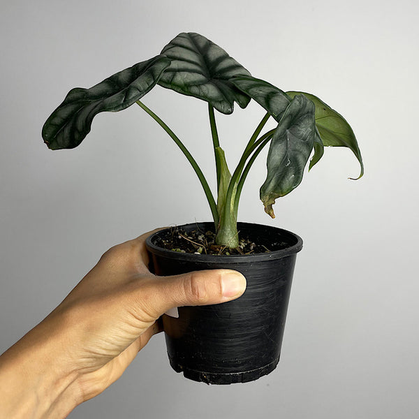 Alocasia Baginda Silver Dragon 100mm