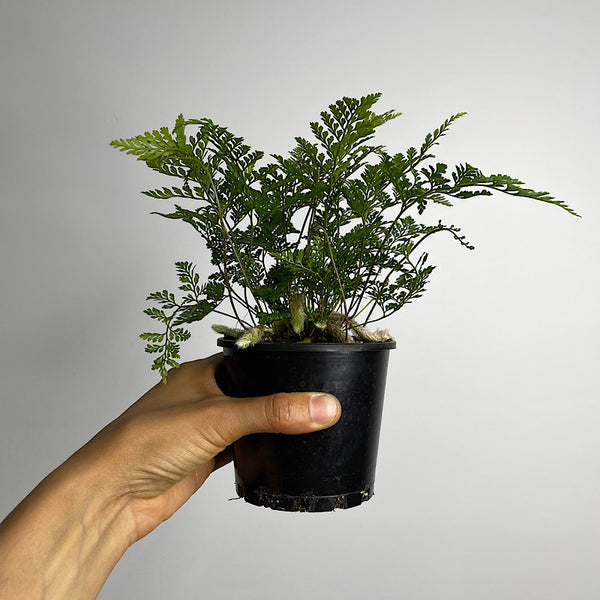 Humata White Rabbit's Foot Fern 100mm