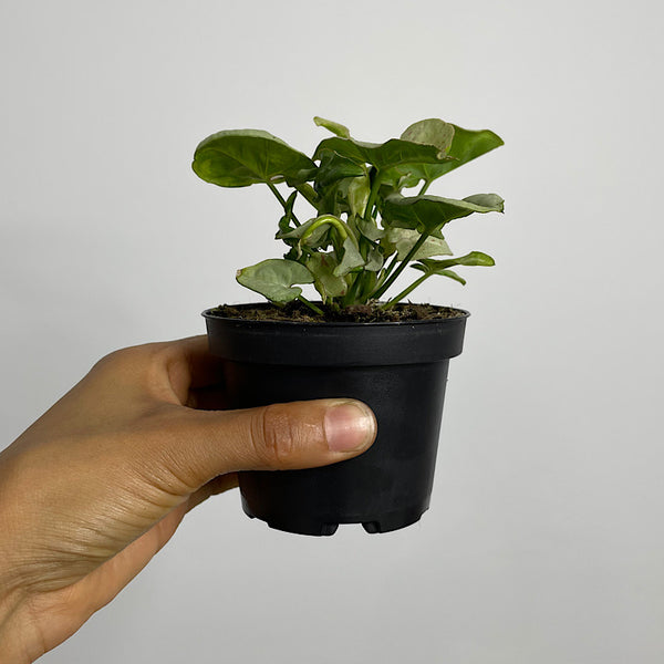 Syngonium Confetti 90mm