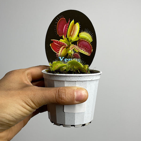 Venus Fly Trap 70mm