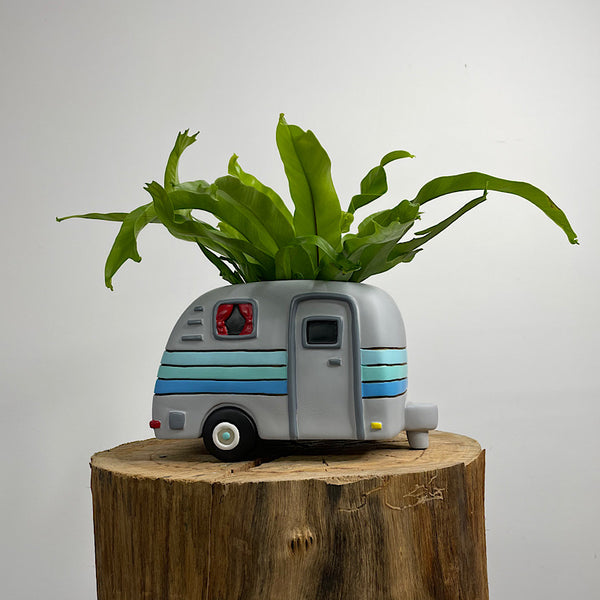 Crissie Birds Nest Fern in Happy Camper Planter