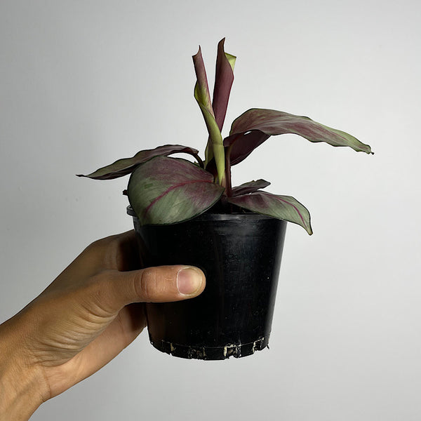 Calathea Silver Plate 100mm