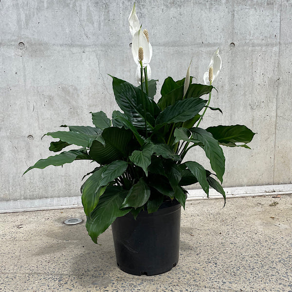 Spathiphyllum Peace Lily 300mm
