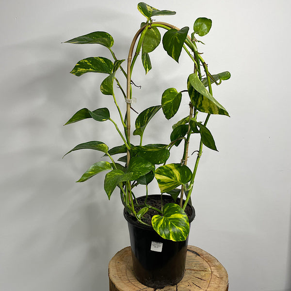 Epipremnum Aureum Devils Ivy Pothos 180mm