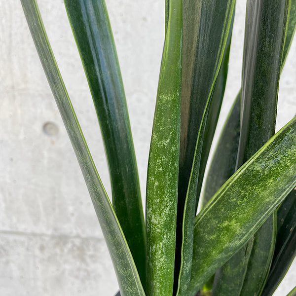 Sansevieria Trifasciata Black Sword 175mm