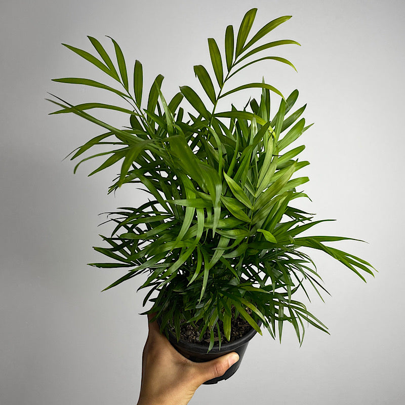 Chamaedorea Elegans Parlour Palm 130mm