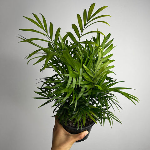 Chamaedorea Elegans Parlour Palm 130mm