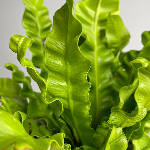 Asplenium Crispy Wave Birds Nest Fern 100mm