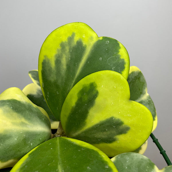 Hoya Kerrii Albo Marginata Heart Leaf 130mm Hanging