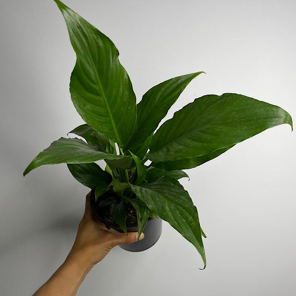 Spathiphyllum Peace Lily 140mm