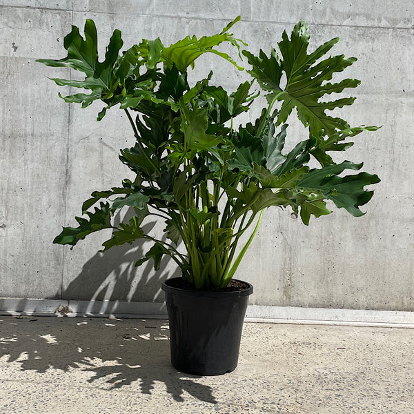 Philodendron Hope 250mm