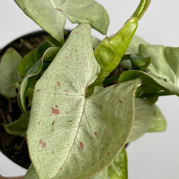 Syngonium Confetti 90mm